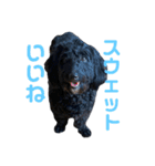 真っ黒ダップー3（個別スタンプ：7）