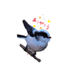 野鳥エナガスタンプその1（個別スタンプ：1）