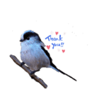 野鳥エナガスタンプその1（個別スタンプ：2）