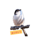 野鳥エナガスタンプその1（個別スタンプ：5）