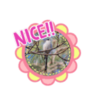 野鳥エナガスタンプその1（個別スタンプ：8）