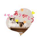 ルノちゃん・フェルちゃん＆花ちゃん（個別スタンプ：3）