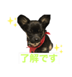 ❁︎チワワの銀太スタンプ③❁︎（個別スタンプ：6）