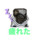 ❁︎チワワの銀太スタンプ③❁︎（個別スタンプ：7）