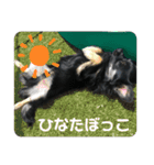 ❁︎チワワの銀太スタンプ③❁︎（個別スタンプ：9）