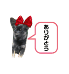 ❁︎チワワの銀太スタンプ③❁︎（個別スタンプ：23）