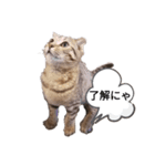 ミモザさんスタンプショップ6（個別スタンプ：10）