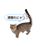 ミモザさんスタンプショップ6（個別スタンプ：18）
