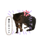 ミモザさんスタンプショップ6（個別スタンプ：19）
