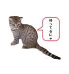 ミモザさんスタンプショップ6（個別スタンプ：20）