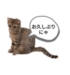 ミモザさんスタンプショップ6（個別スタンプ：22）