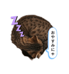 ミモザさんスタンプショップ6（個別スタンプ：23）