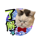 コロン＆トト（個別スタンプ：1）