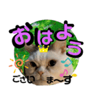 コロン＆トト（個別スタンプ：7）