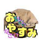 コロン＆トト（個別スタンプ：8）