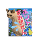コロン＆トト（個別スタンプ：18）