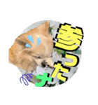 コロン＆トト（個別スタンプ：34）