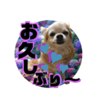 コロン＆トト（個別スタンプ：37）