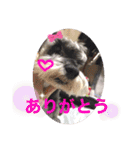 世界一可愛いプリンちゃん♡（個別スタンプ：5）