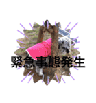 世界一可愛いプリンちゃん♡（個別スタンプ：7）