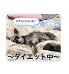 世界一可愛いプリンちゃん♡（個別スタンプ：9）