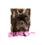 フレンチブルドッグ 小春のスタンプです（個別スタンプ：1）