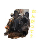 フレンチブルドッグ 小春のスタンプです（個別スタンプ：11）