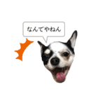 チワワ犬 日常生活（個別スタンプ：5）