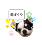 チワワ犬 日常生活（個別スタンプ：6）