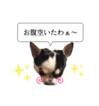 チワワ犬 日常生活（個別スタンプ：13）