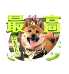 柴犬 豆之進 日常STAMP✰︎【関西弁】其の六（個別スタンプ：2）