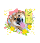 柴犬 豆之進 日常STAMP✰︎【関西弁】其の六（個別スタンプ：3）