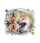柴犬 豆之進 日常STAMP✰︎【関西弁】其の六（個別スタンプ：4）