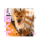 柴犬 豆之進 日常STAMP✰︎【関西弁】其の六（個別スタンプ：5）