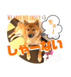 柴犬 豆之進 日常STAMP✰︎【関西弁】其の六（個別スタンプ：7）
