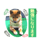柴犬 豆之進 日常STAMP✰︎【関西弁】其の六（個別スタンプ：8）