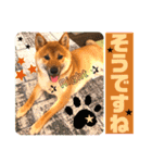 柴犬 豆之進 日常STAMP✰︎【関西弁】其の六（個別スタンプ：9）
