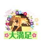 柴犬 豆之進 日常STAMP✰︎【関西弁】其の六（個別スタンプ：10）