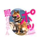 柴犬 豆之進 日常STAMP✰︎【関西弁】其の六（個別スタンプ：11）