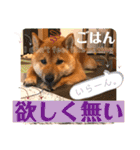 柴犬 豆之進 日常STAMP✰︎【関西弁】其の六（個別スタンプ：12）