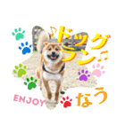 柴犬 豆之進 日常STAMP✰︎【関西弁】其の六（個別スタンプ：13）