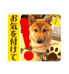 柴犬 豆之進 日常STAMP✰︎【関西弁】其の六（個別スタンプ：14）