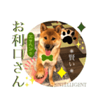柴犬 豆之進 日常STAMP✰︎【関西弁】其の六（個別スタンプ：15）