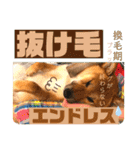 柴犬 豆之進 日常STAMP✰︎【関西弁】其の六（個別スタンプ：16）
