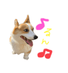 コーギーももさん（個別スタンプ：2）