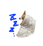 コーギーももさん（個別スタンプ：5）