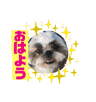 ハウくんと飼い主スタンプNo.3（個別スタンプ：1）