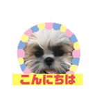 ハウくんと飼い主スタンプNo.3（個別スタンプ：2）