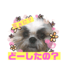 ハウくんと飼い主スタンプNo.3（個別スタンプ：6）