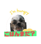 ハウくんと飼い主スタンプNo.3（個別スタンプ：19）